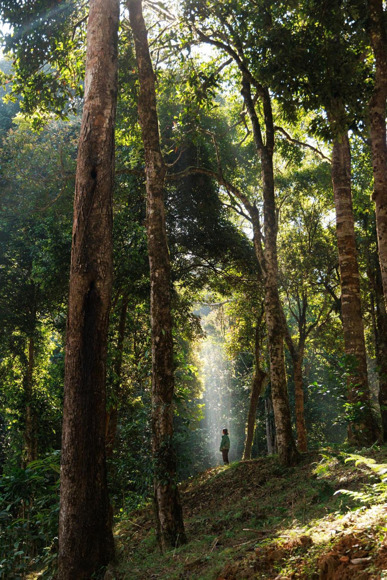 Jungle Park Resort By Greenescapes Витірі Екстер'єр фото